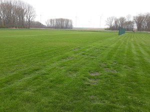 Rasen vorher